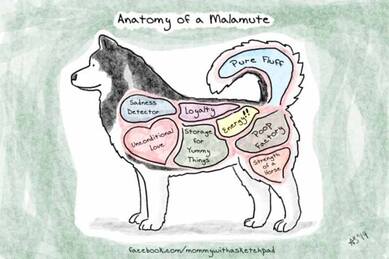 Anatomy of an Alaskan Malamute